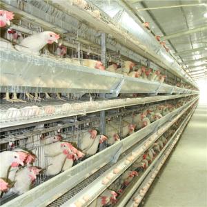 Wholesale Farm H Type 4 Door Layer Chicken Cage Q235 Steel Wire Welding from china suppliers