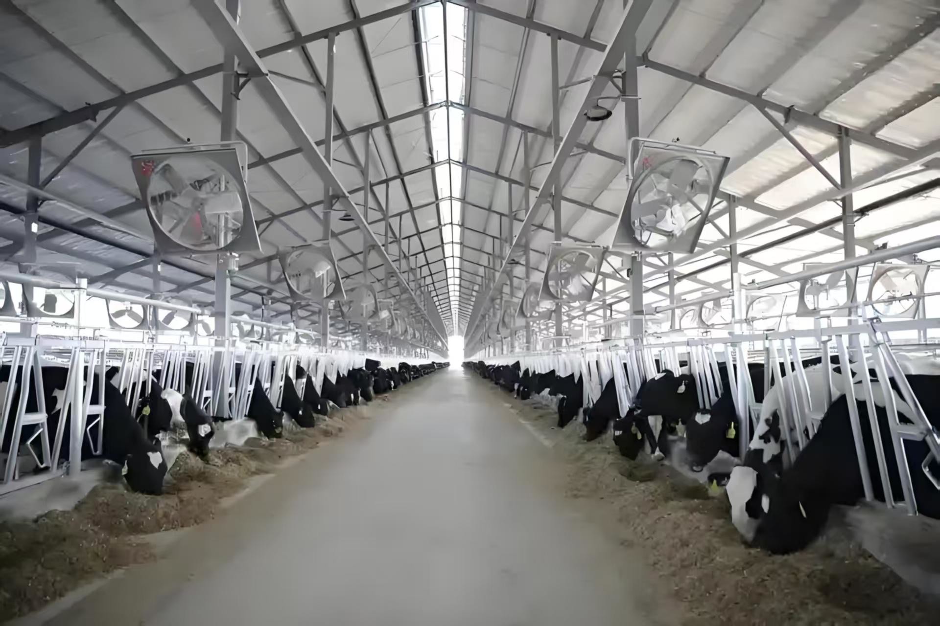 Steel Frame Cattle Sheds Dairy Cow House Hanging Type Exhaust Cooling Fan