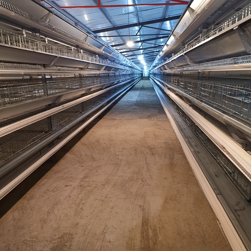 Automatic Chicken Battery Layer Cage Poultry Farming H Shaped Small Stacked