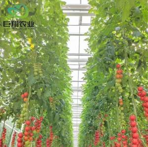 Wholesale US Currency Juxiang Agricultural Nft Hydroponics System Glass Greenhouse for Vegetable from china suppliers