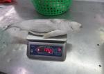 500g 1000g Bulk BQF Seafrozen Gray Mullet Fish For Hotel
