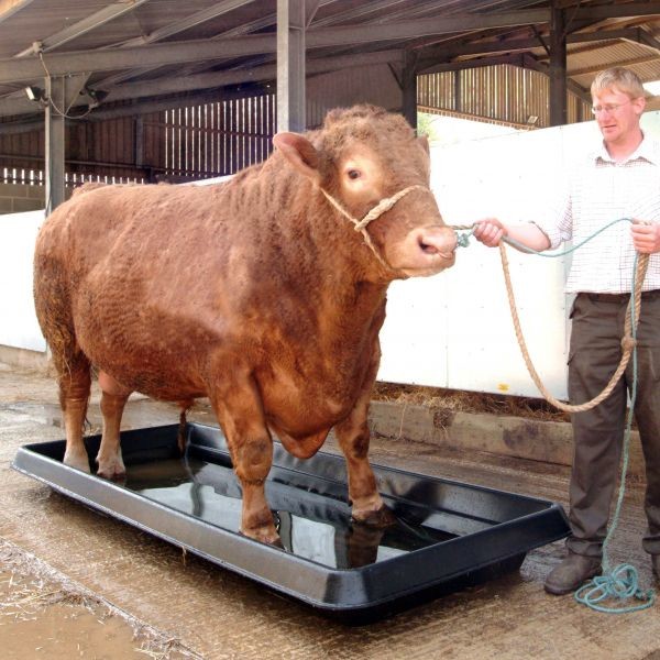 Heavy Duty Plastic LLDPE Cattle Footbath Container Brown Color