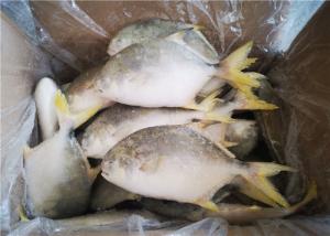 Wholesale Whole Round 300G 400G 3ppm Histamine Frozen Pompano Fish from china suppliers