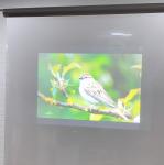 Dark Grey Self Adhesive Rear Projection Foil , Front Projection Film for Trade