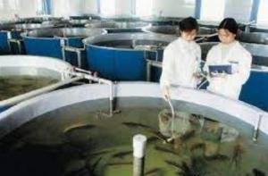 Wholesale Corrosion Resistance Fiberglass Fish Tank from china suppliers