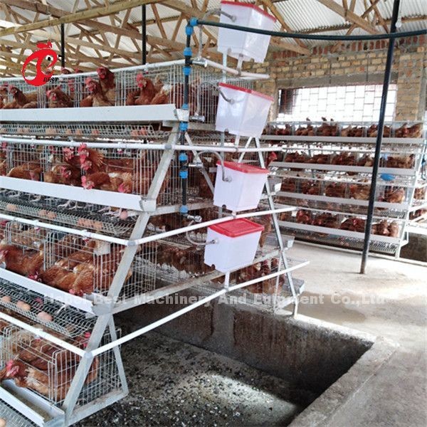 H Type Automatic H Type Broiler Chicken Cage Video Installation Outgoing Inspection Provided Rose