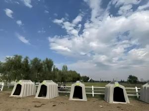 Wholesale Easy Assembly Cattle Sheds Steel Structure Cow Farming Shed Weather Resistant from china suppliers