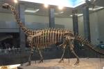 Life Size Fiberglass Complete Dinosaur Fossil For Park Exhibition