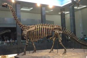 Wholesale Life Size Fiberglass Complete Dinosaur Fossil For Park Exhibition from china suppliers