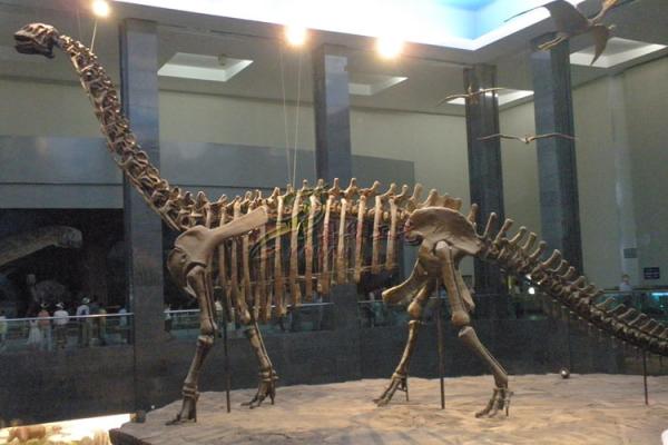 Life Size Fiberglass Complete Dinosaur Fossil For Park Exhibition