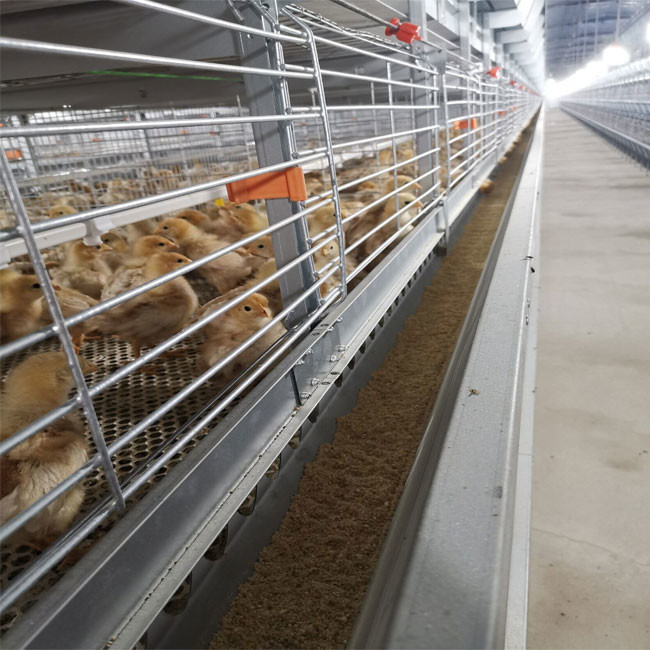 One Day Old Chicken Cage Poultry Drinking System