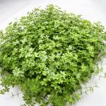 Landscaping Artificial Grass Walls Waterproof Football Fields 4cmx25cm