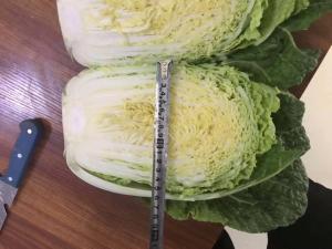 Wholesale Yummy Green Flat Head Cabbage For Nourishing Yin And Moisturizing from china suppliers