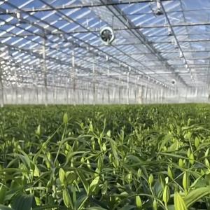 Wholesale A Type Roof Glass Greenhouse Hydroponics System for Flowers Affordable Shipping Cost from china suppliers