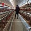 Wholesale 110kg Chicken Battery Cage with 450cm2 Area/bird Adela from china suppliers
