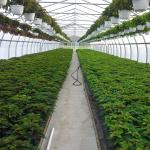 Metal Frame Tunnel Greenhouse With Ventilated Serre Agricole Plant Tunnel
