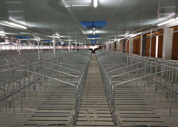 OEM ODM Piggery Farm Equipment Gestation Pens For Sows Rear Door Design