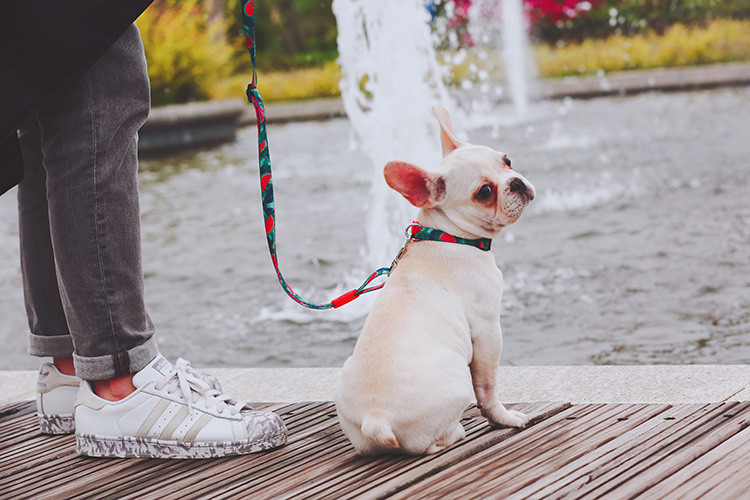 Watermelon Dog Collar And Leash Harness Reflective Dog Accessories