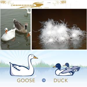 Wholesale Supply High Fill Power 80/20 White Duck Down from china suppliers