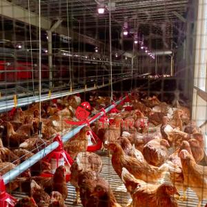 Wholesale 2 Tiers 3 Tiers Cage Free System Automatic Cage Free Egg Production Systems Animal Welfare Solutions from china suppliers
