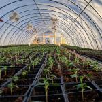 100% Shading PE Light Dep Blackout Plastic Green Houses Easy To Install