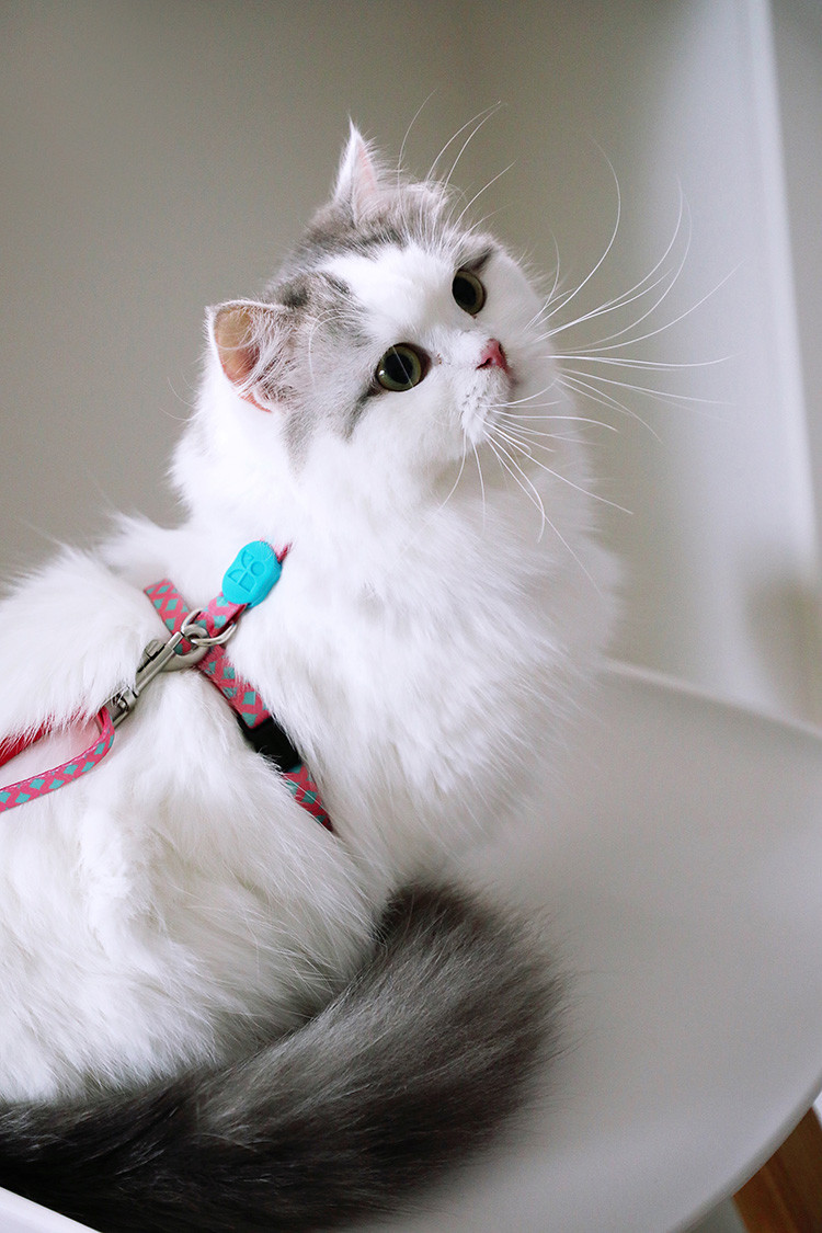 Pink Cat Harness And Leash Cat Halter And Leash Adjustable