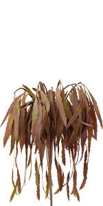 eucalyptus bundle