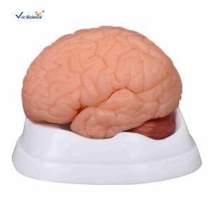 Wholesale Human Anatomy Brain Model Anatomical Teaching Model For Teachers / Doctors from china suppliers