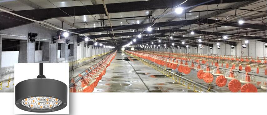 Intelligent Poultry Farming Lighting Growth of Poultry Light 120/230/240VAC 50/60Hz 36V/40VDC Broiler Chickens