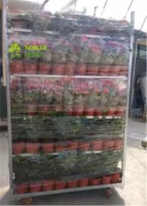 Wholesale Flower And Plant Dutch Flower Trolley Metal Pool Rack For Greenhouse Cc Container from china suppliers