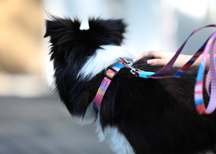 Nylon Polyester Webbing Dog Collar For small Medium Big Dogs