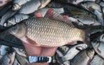 White Powered Fish Flavor Livestock Feed Additives For Enhanced Aquaculture
