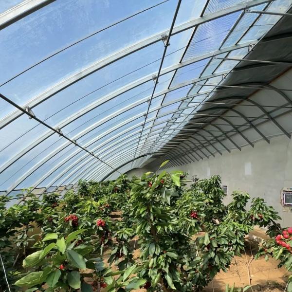 US Currency Commercial Tomato Planting Sunlight Greenhouse for Optimal Crop