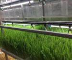 Hydroponic Shipping Container Greenhouse for Leafy Vegetables Affordable