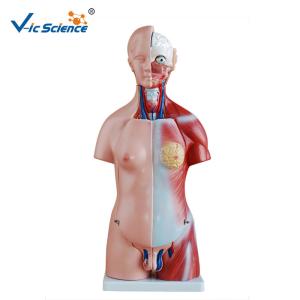 Wholesale CE Human Torso Model For Medical Science Teaching Demonstration from china suppliers