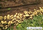 Delicious Fresh Potato Can Used As A Vegetable Or As A Staple Food