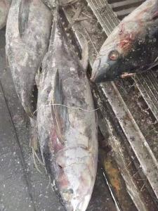 Wholesale Tongzhonghe Seafrozen Whole Yellowfin Tuna 20kg up For Canned from china suppliers