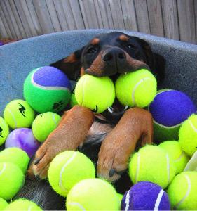 Wholesale Eco-friendly Pet toys for dogs playing from china suppliers