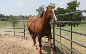 Wholesale Portable Horse Stall Panels Livestock Cattle Sheep Oval Rail holding yard from china suppliers