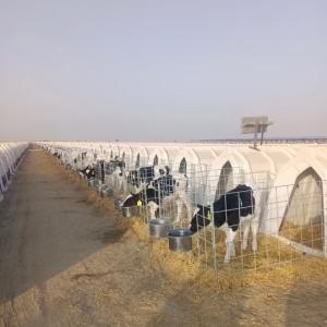 Wholesale Ventilated Calf Hutch for Ensuring Optimal Airflow and Comfort for Young Calves from china suppliers