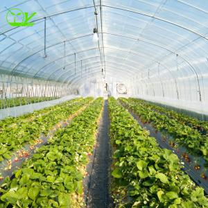 Wholesale Hydroponic Greenhouse Strawberry Length 30-100m Suitable for Vegetable Fruits Flowers from china suppliers