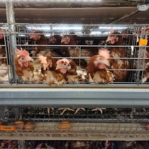 Wholesale Galvanized Wire Poultry Layer Cage 10 Birds / Cage Layer Farming Equipment from china suppliers