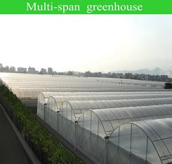 Transparent Agricultural Greenhouse for Mushroom Farming Length 30-100m or Customized