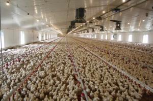 Wholesale Heavy Duty Industrial Chicken Houses Hdg Bolts Connection Poultry House Construction from china suppliers