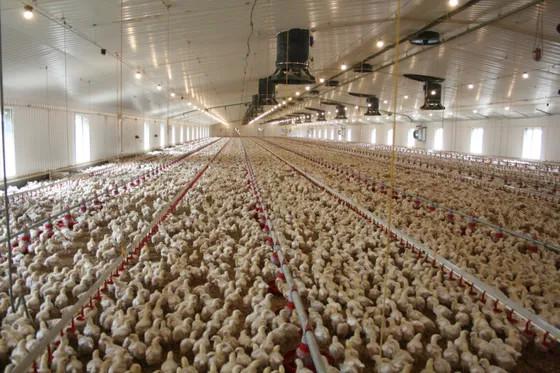 Heavy Duty Industrial Chicken Houses Hdg Bolts Connection Poultry House