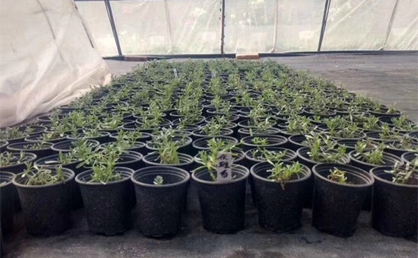 Durable Large 165mm Diameter Hard PVC Plastic Flower Pots 17cm Height