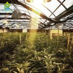 Blackout Greenhouse For Medical Plants