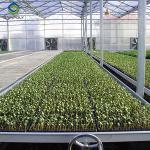 Venlo Greenhouse Commercial Polycarbonate Glass Greenhouse For Seeds Vegetables