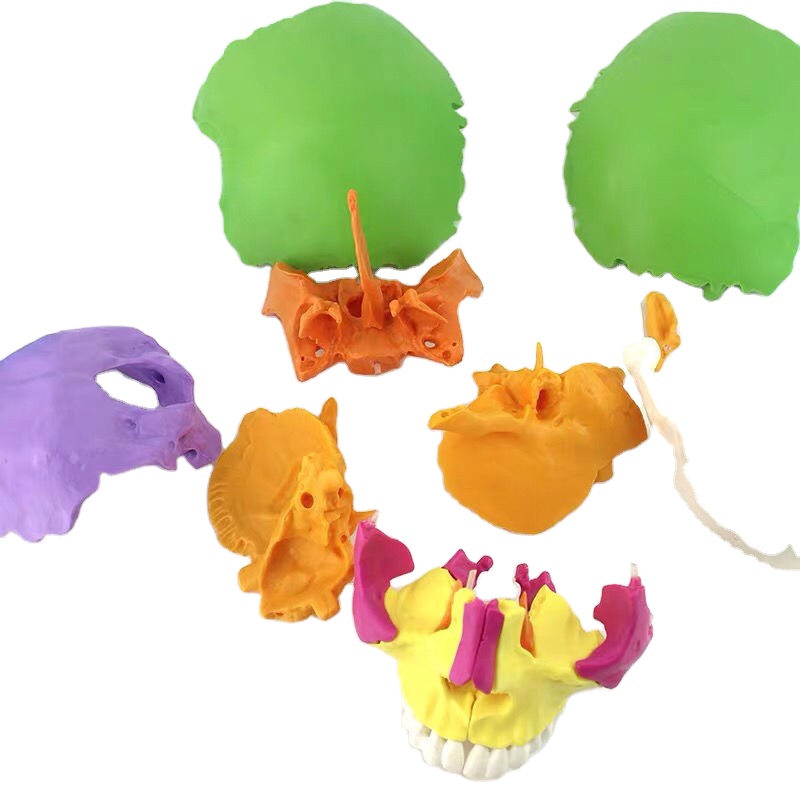 Didactic Exploded Cranial Model 22 Parts Chromatic Life Size for Medical Teaching Learning Student Learning Education Display