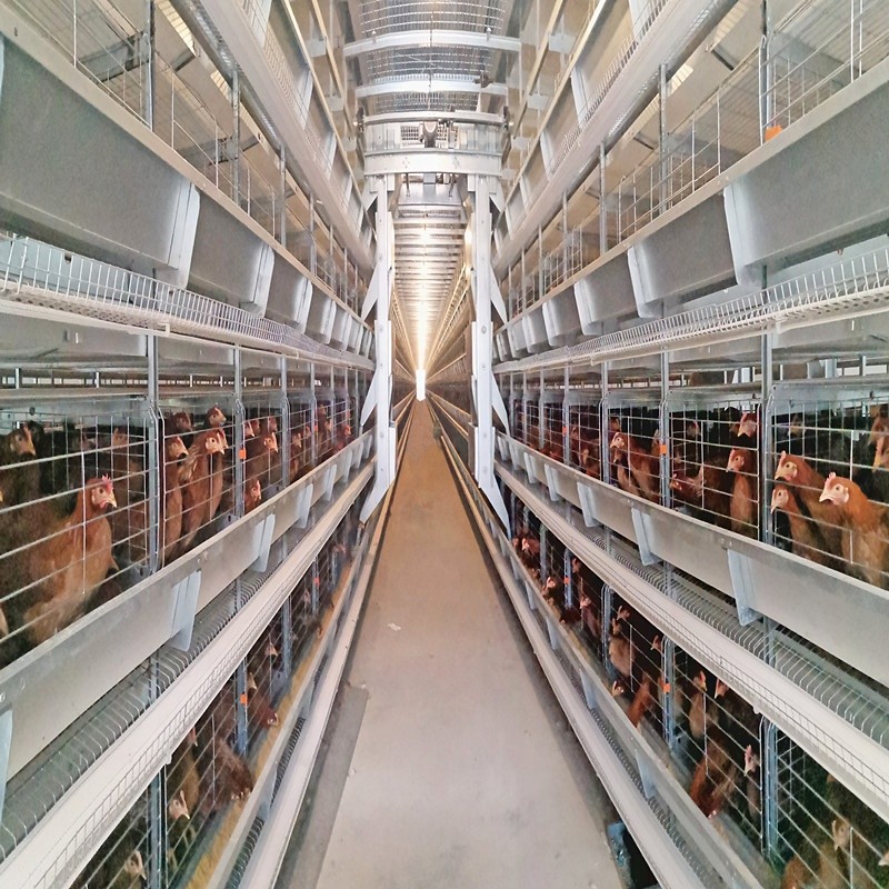 Small Stacked Battery Chicken Layer Cage Automatic Poultry Farming H Shaped 8 Tiers
